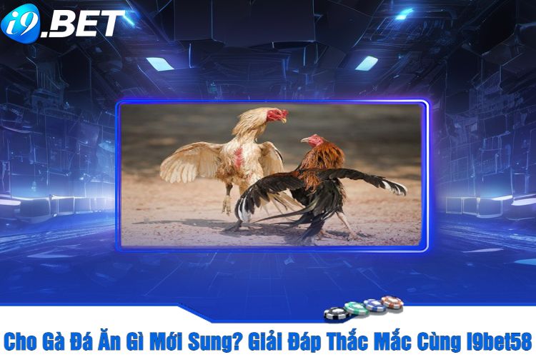 Cho Gà Đá Ăn Gì Mới Sung? Giải Đáp Thắc Mắc Cùng I9bet58