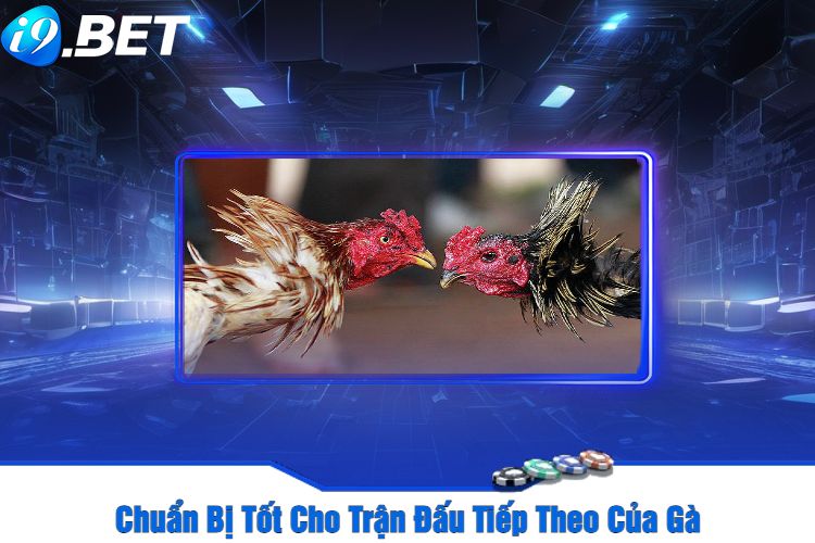 Chuẩn Bị Tốt Cho Trận Đấu Tiếp Theo Của Gà