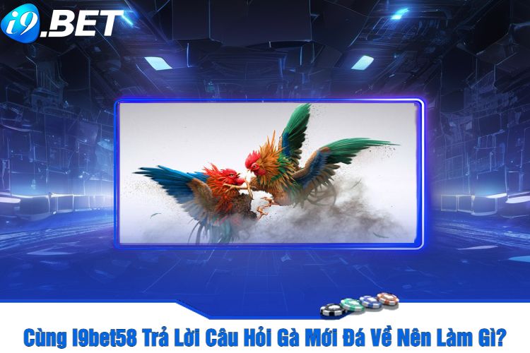 Cùng I9bet58 Trả Lời Câu Hỏi Gà Mới Đá Về Nên Làm Gì?