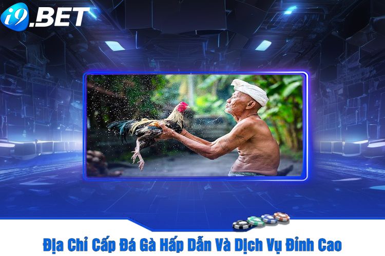 Địa Chỉ Cấp Đá Gà Hấp Dẫn Và Dịch Vụ Đỉnh Cao