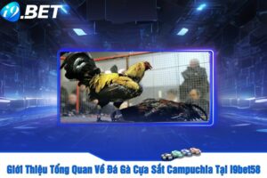 Giới Thiệu Tổng Quan Về Đá Gà Cựa Sắt Campuchia Tại I9bet58