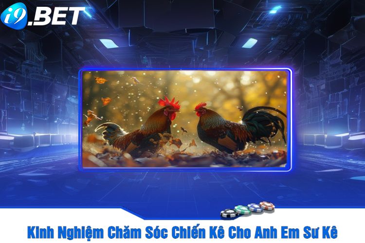 Kinh Nghiệm Chăm Sóc Chiến Kê Cho Anh Em Sư Kê