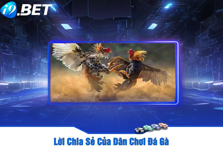 Lời Chia Sẻ Của Dân Chơi Đá Gà