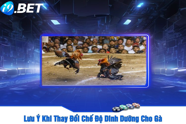 Lưu Ý Khi Thay Đổi Chế Độ Dinh Dưỡng Cho Gà